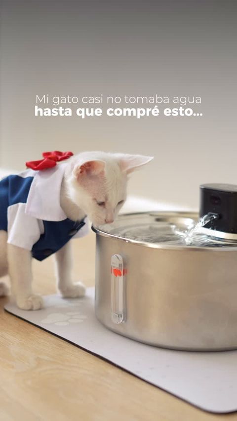 Gatito snow